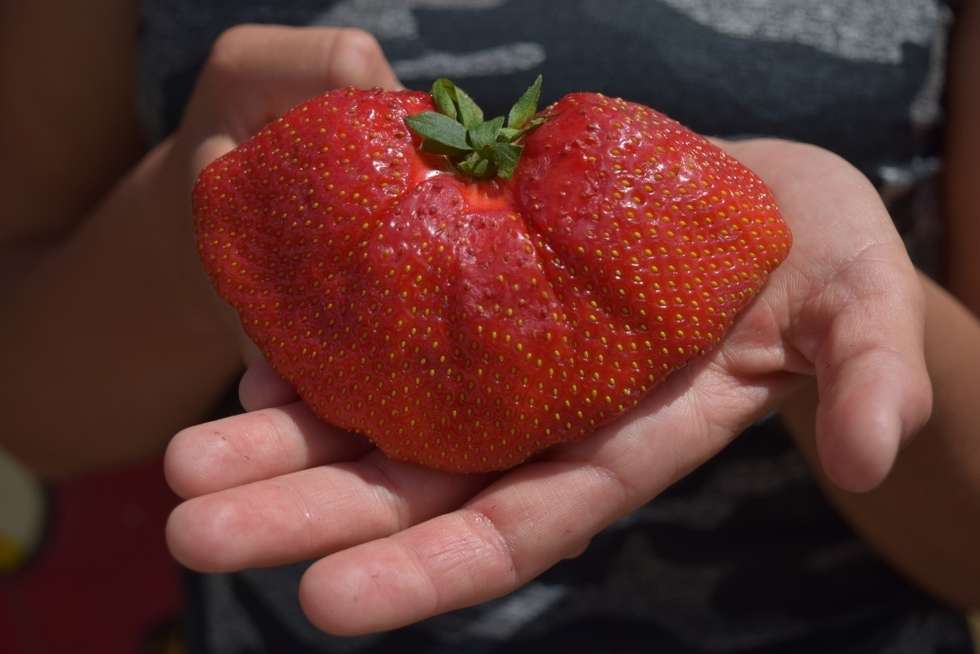  Konkurs na najbardziej dorodną truskawkę  - Autor: Gmina Puławy