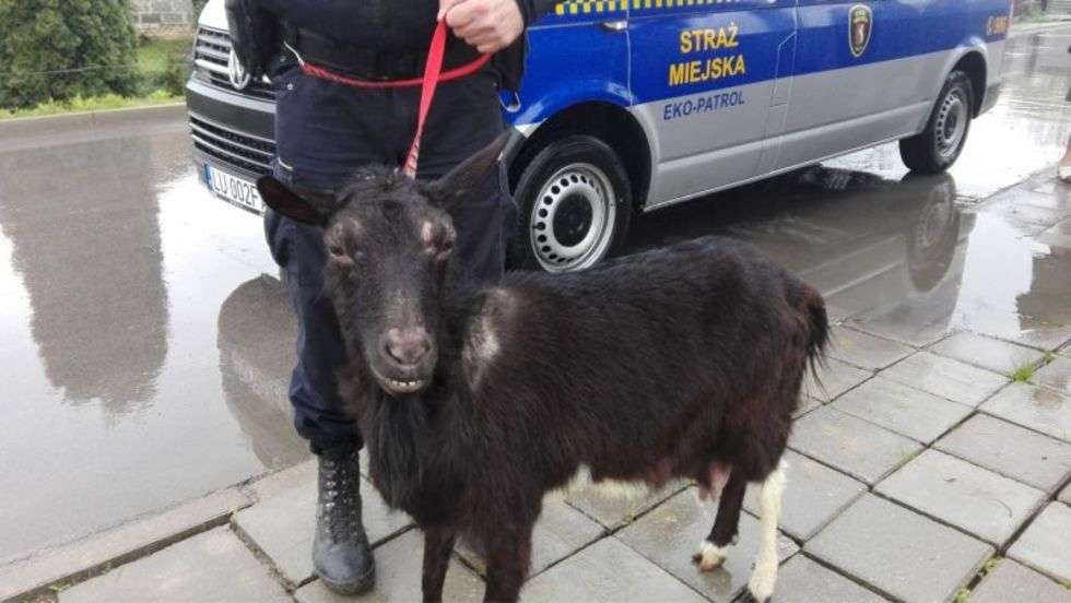  <p>Pod koniec kwietnia funkcjonariusze otrzymali zgłoszenie o kozie błąkającej się w okolicach ul. Przejrzystej. Została ona przewieziona do Lubelskiego Centrum Małych Zwierząt.</p>