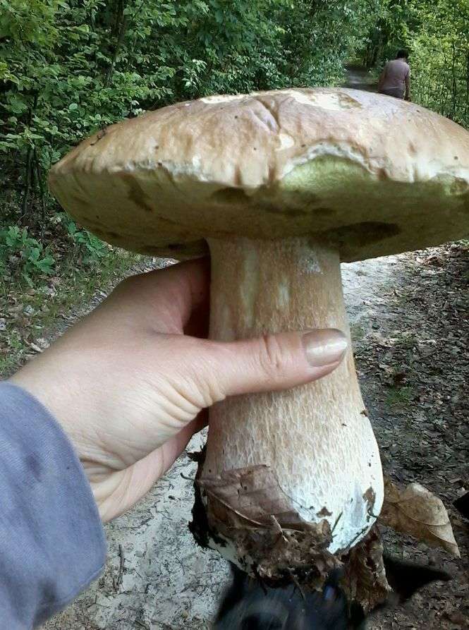 Wysyp grzybów w lasach woj. lubelskiego