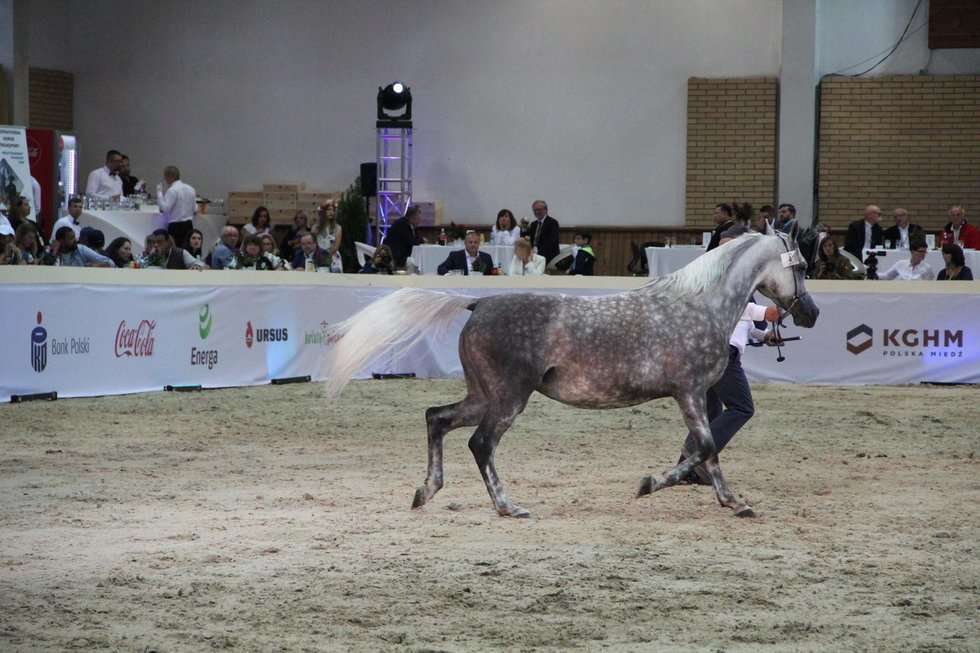  <p>Anawera - koń sprzedany za 100 tys. euro</p>
