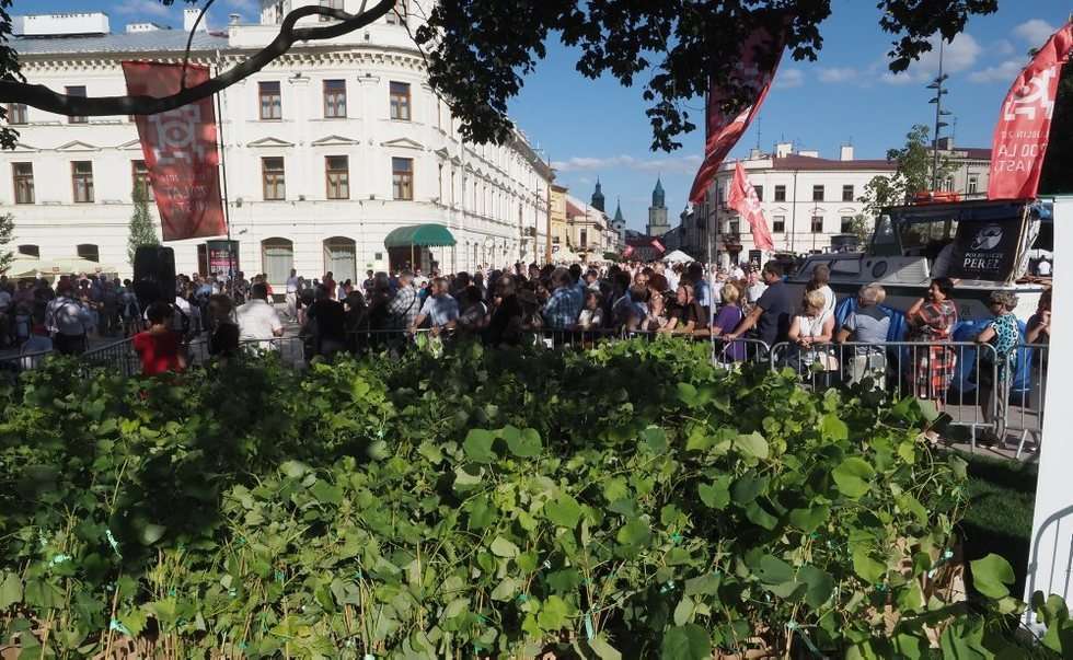  Sadzonki winorośli dla mieszkańców Lublina (zdjęcie 15) - Autor: Wojciech Nieśpiałowski
