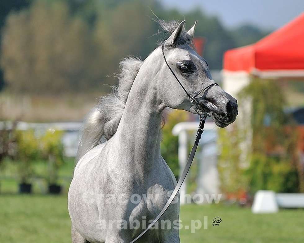  Cracow Arabian Horse Show & Auction (zdjęcie 7) - Autor: cracow-show.arabians.pl