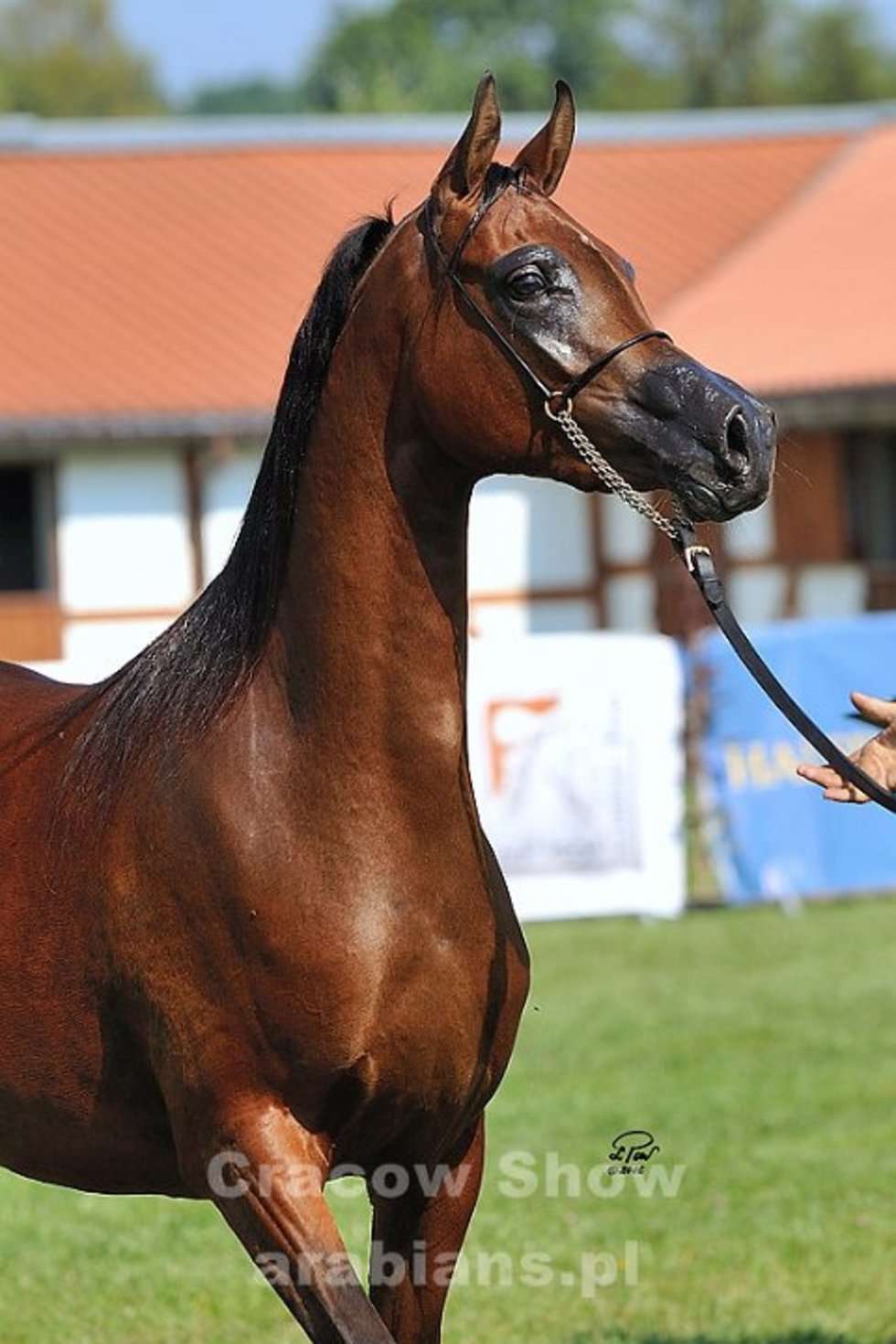  Cracow Arabian Horse Show & Auction (zdjęcie 6) - Autor: cracow-show.arabians.pl