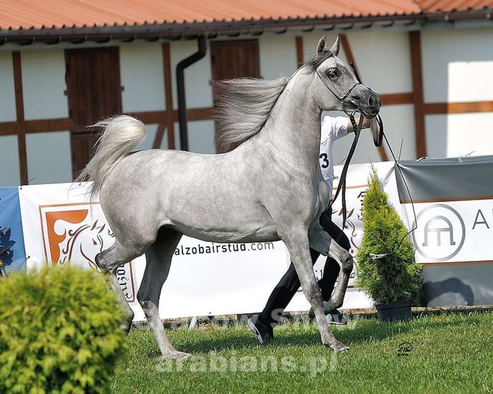  Cracow Arabian Horse Show & Auction (zdjęcie 10) - Autor: cracow-show.arabians.pl
