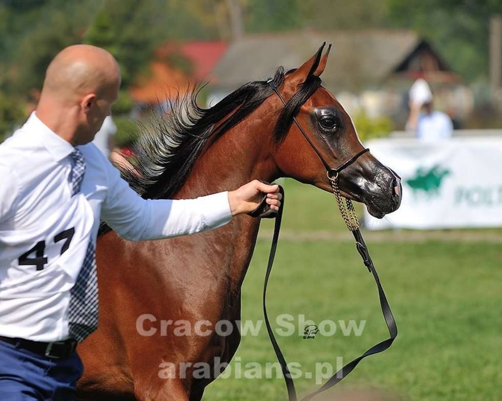  Cracow Arabian Horse Show & Auction (zdjęcie 17) - Autor: cracow-show.arabians.pl