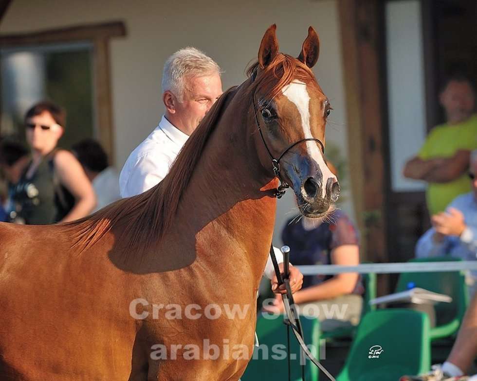  Cracow Arabian Horse Show & Auction (zdjęcie 11) - Autor: cracow-show.arabians.pl