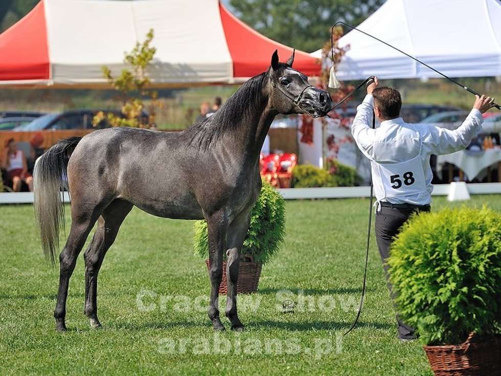  Cracow Arabian Horse Show & Auction (zdjęcie 12) - Autor: cracow-show.arabians.pl