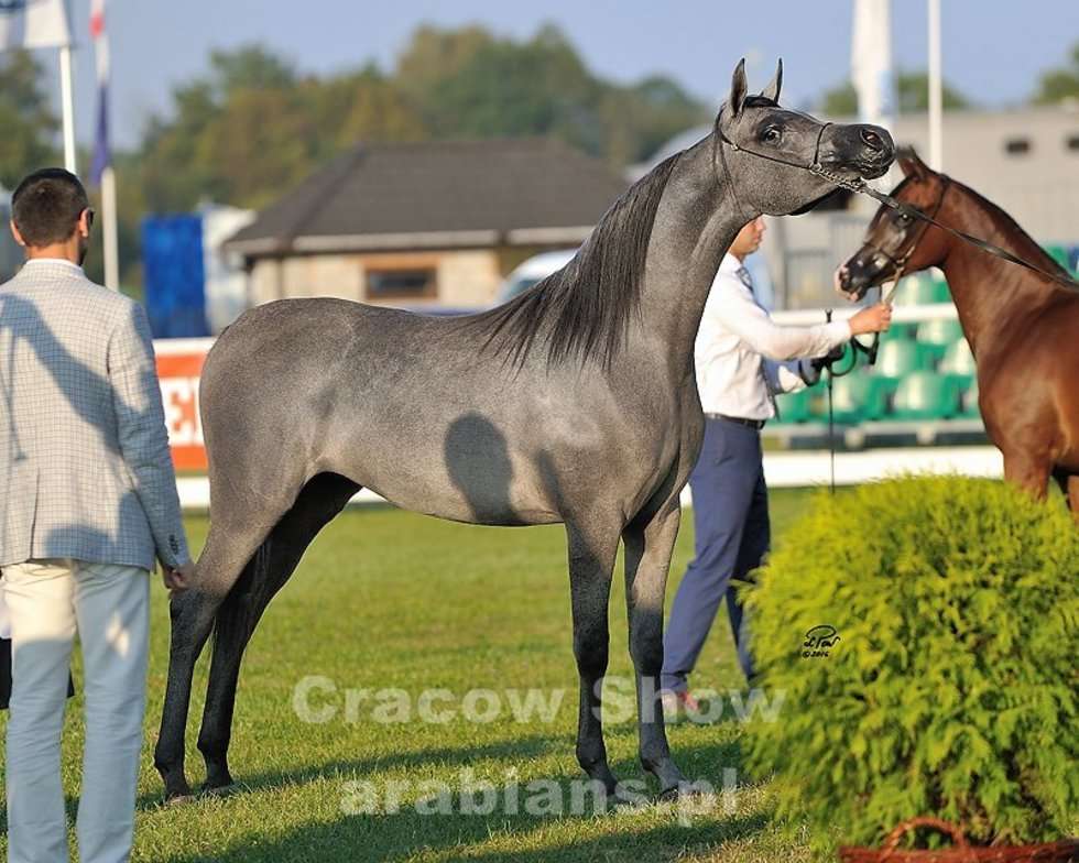  Cracow Arabian Horse Show & Auction (zdjęcie 22) - Autor: cracow-show.arabians.pl