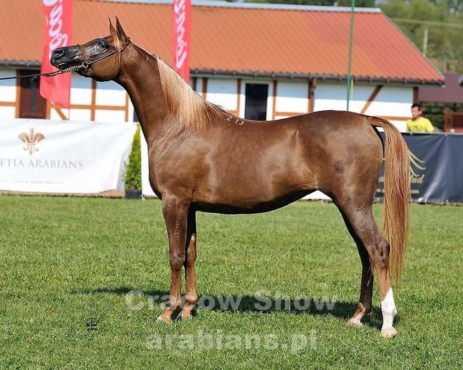 Cracow Arabian Horse Show & Auction