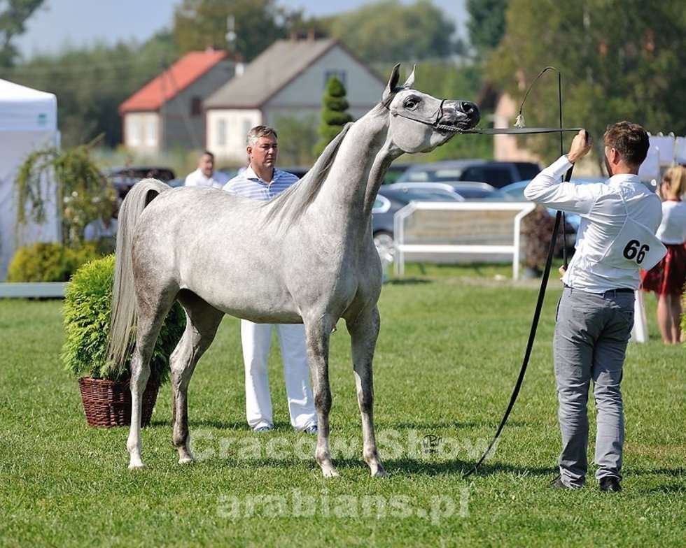  Cracow Arabian Horse Show & Auction (zdjęcie 3) - Autor: cracow-show.arabians.pl