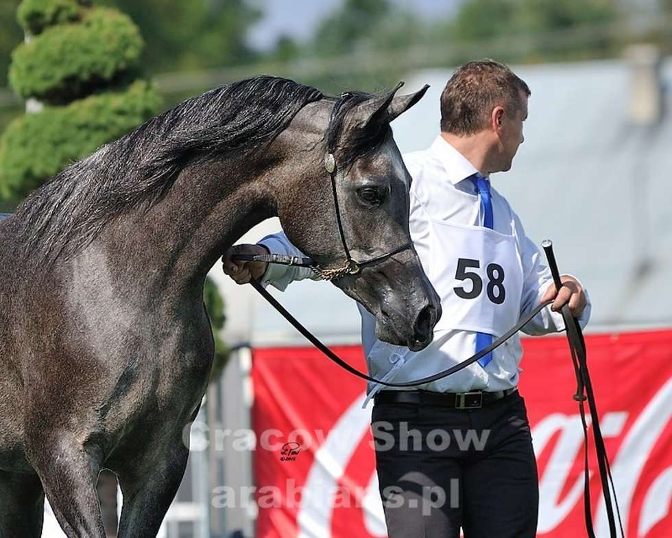  Cracow Arabian Horse Show & Auction (zdjęcie 9) - Autor: cracow-show.arabians.pl