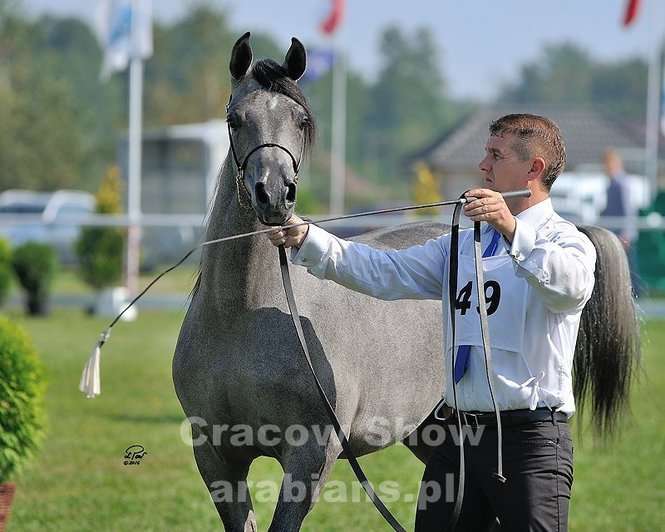 Cracow Arabian Horse Show & Auction - Autor: cracow-show.arabians.pl