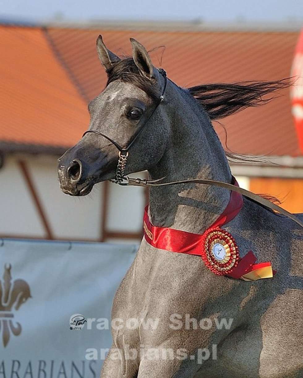  Cracow Arabian Horse Show & Auction (zdjęcie 23) - Autor: cracow-show.arabians.pl