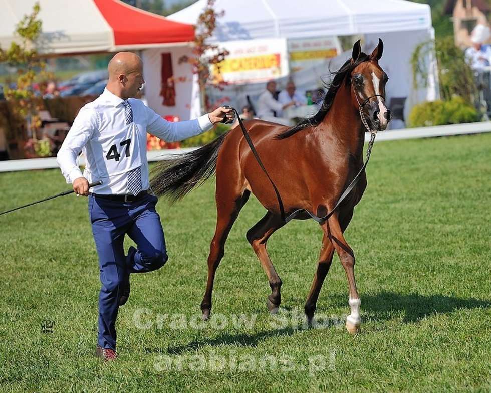  Cracow Arabian Horse Show & Auction (zdjęcie 18) - Autor: cracow-show.arabians.pl