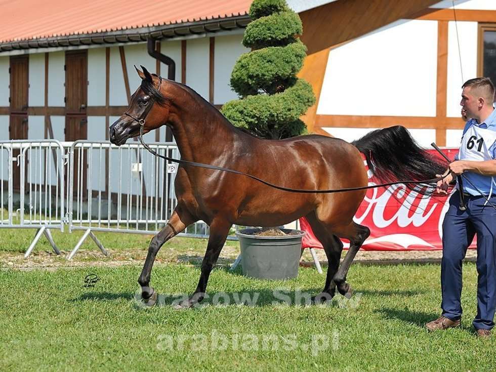  Cracow Arabian Horse Show & Auction (zdjęcie 21) - Autor: cracow-show.arabians.pl