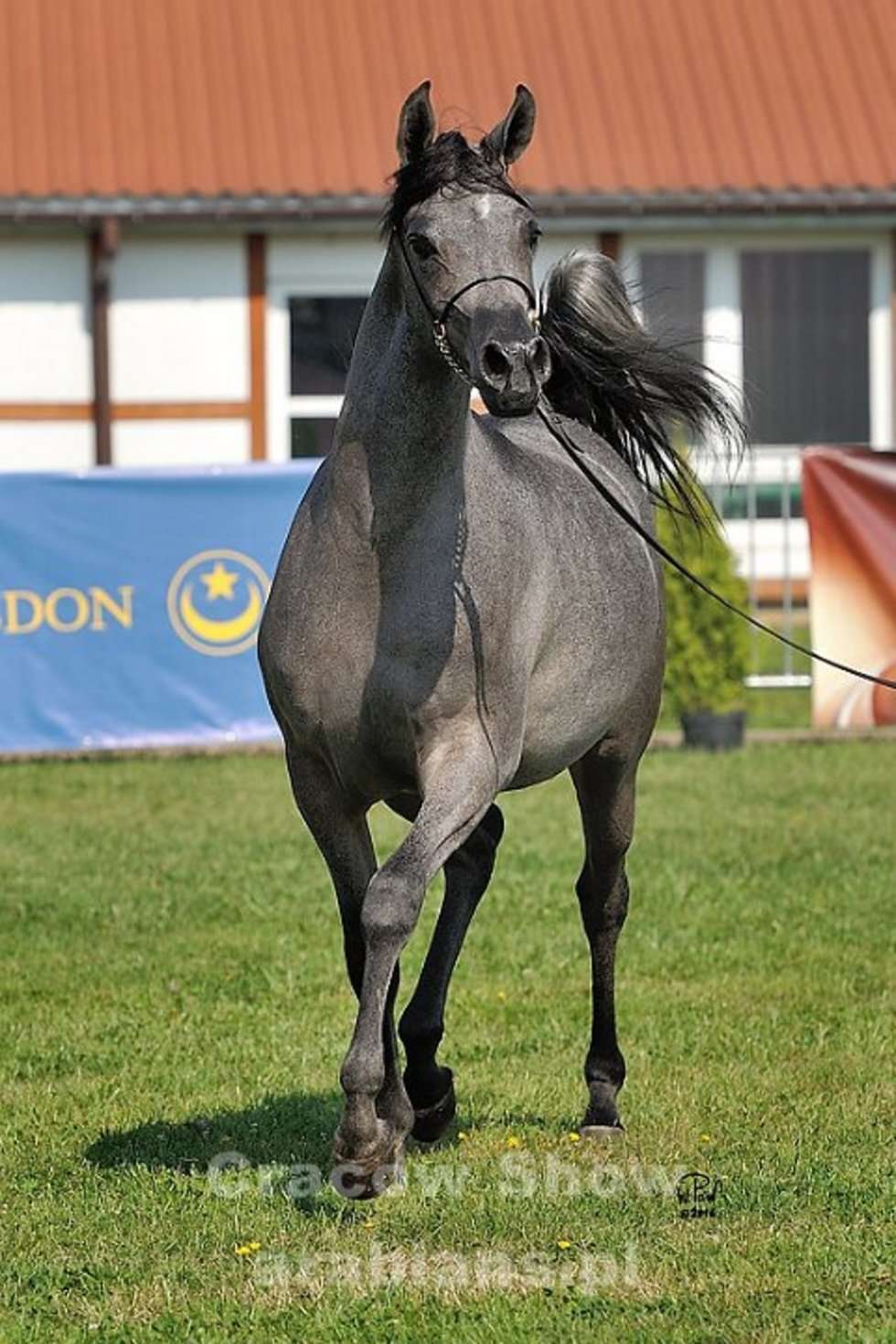  Cracow Arabian Horse Show & Auction (zdjęcie 24) - Autor: cracow-show.arabians.pl