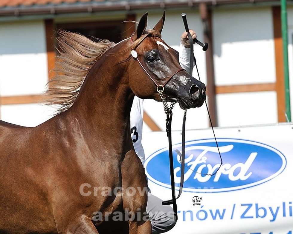  Cracow Arabian Horse Show & Auction (zdjęcie 5) - Autor: cracow-show.arabians.pl