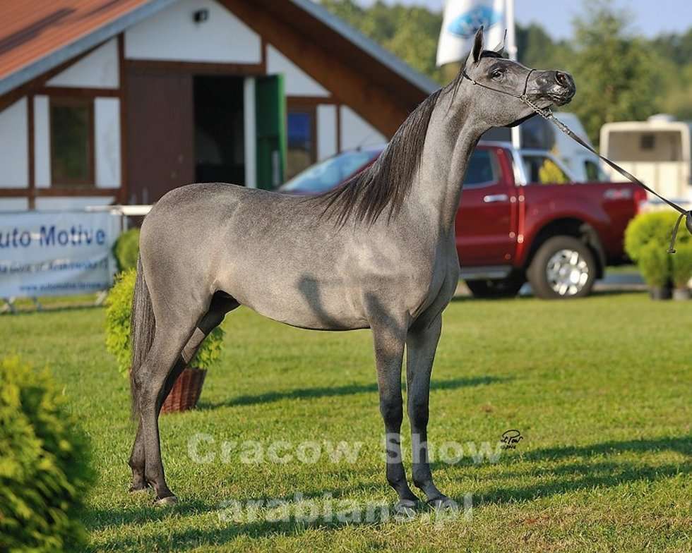  Cracow Arabian Horse Show & Auction  - Autor: cracow-show.arabians.pl