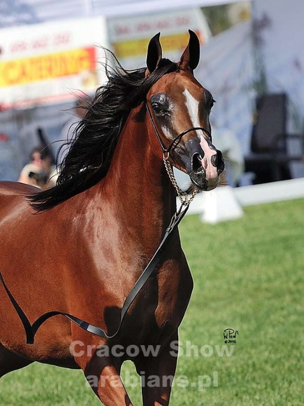  Cracow Arabian Horse Show & Auction (zdjęcie 13) - Autor: cracow-show.arabians.pl