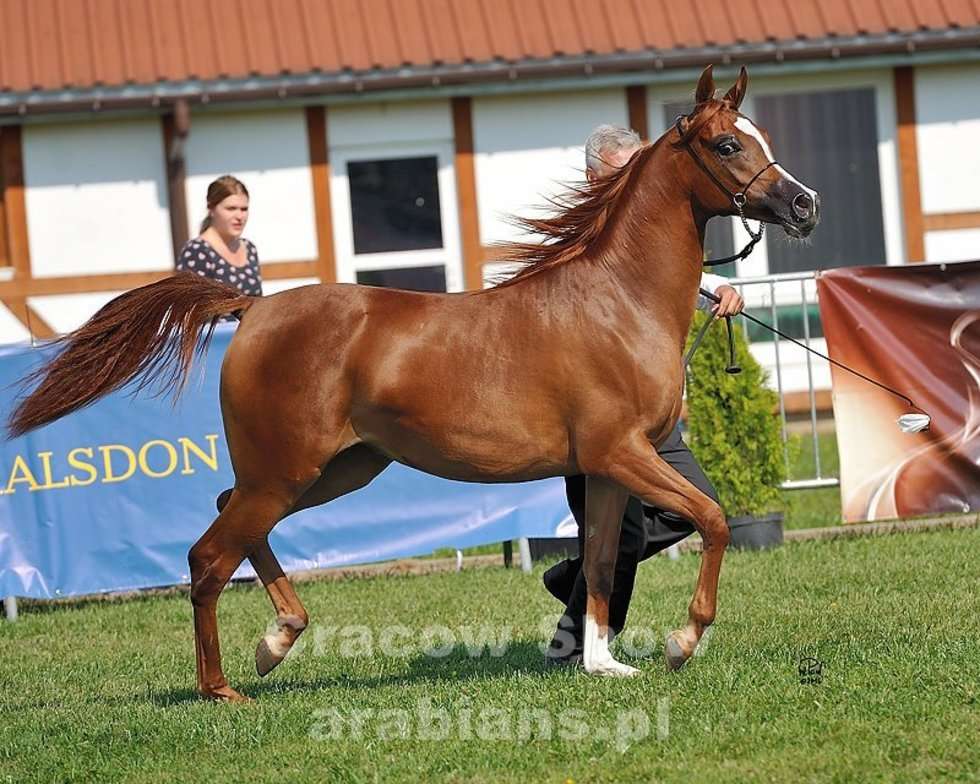  Cracow Arabian Horse Show & Auction (zdjęcie 4) - Autor: cracow-show.arabians.pl