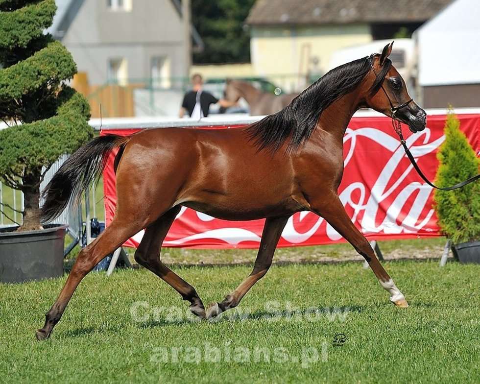  Cracow Arabian Horse Show & Auction (zdjęcie 16) - Autor: cracow-show.arabians.pl
