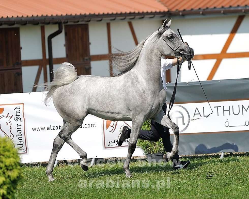  Cracow Arabian Horse Show & Auction (zdjęcie 8) - Autor: cracow-show.arabians.pl