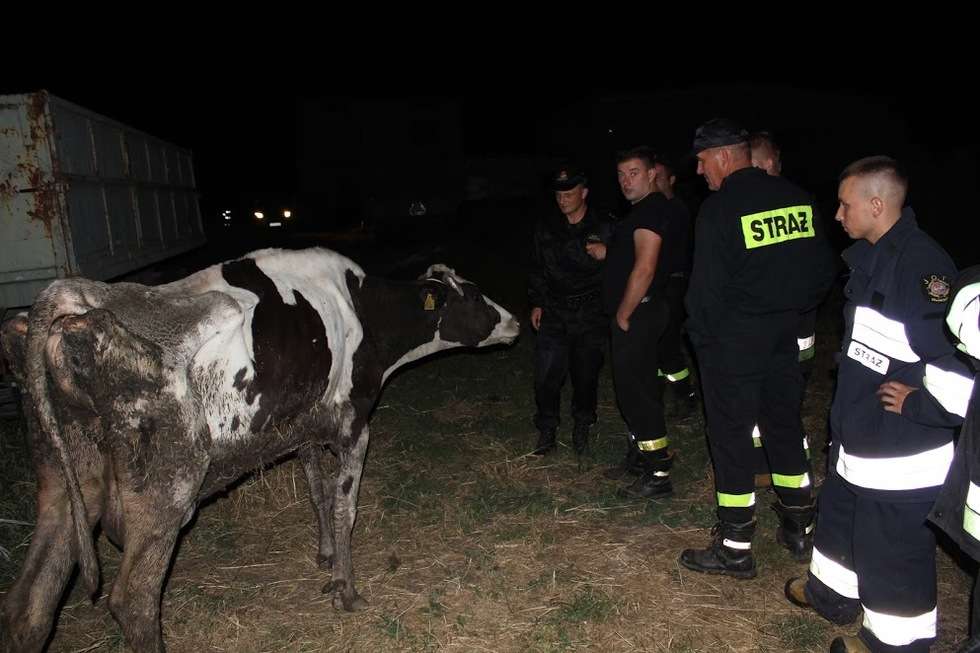  Strażacy uratowali krowę. Ale też odkryli, jak traktowane są inne zwierzęta (zdjęcie 3) - Autor: KP PSP Hrubieszów