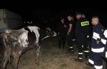 Strażacy uratowali krowę. Ale też odkryli, jak traktowane są inne zwierzęta (zdjęcie 3)