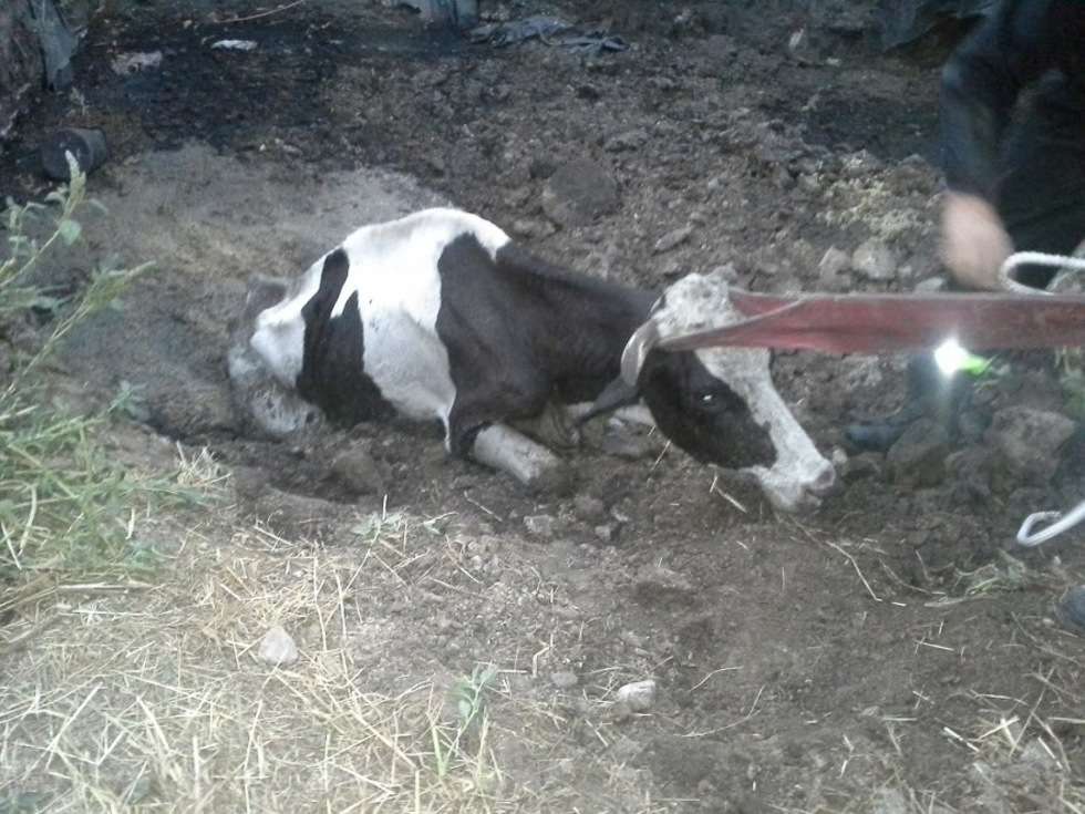  Strażacy uratowali krowę. Ale też odkryli, jak traktowane są inne zwierzęta  - Autor: KP PSP Hrubieszów