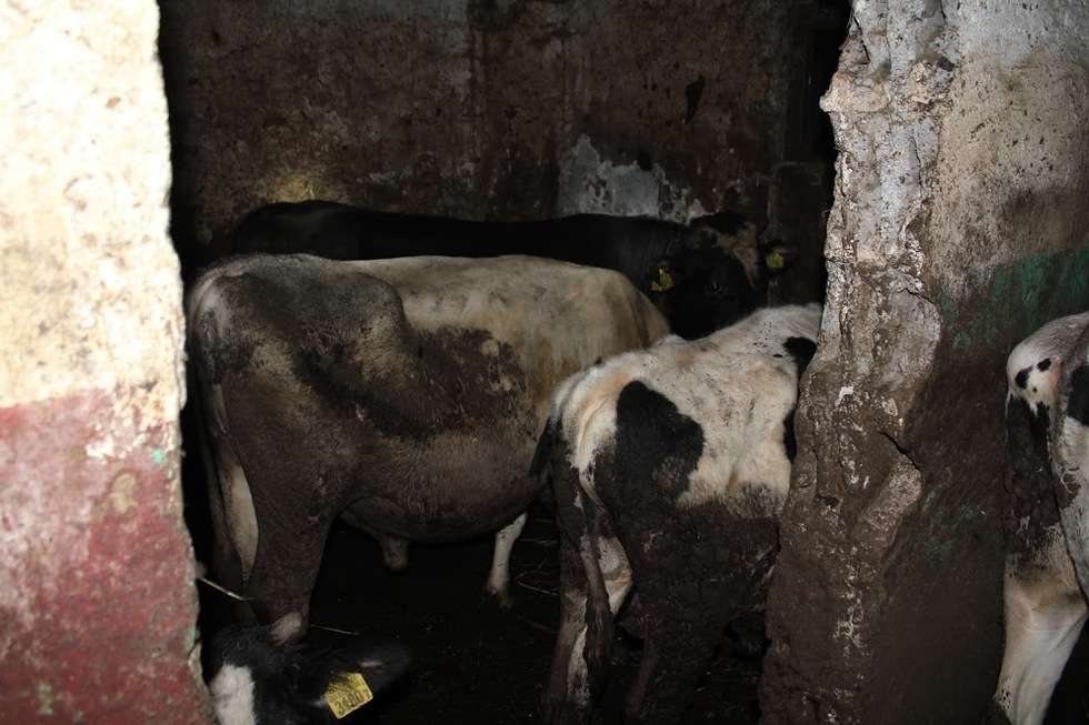  Strażacy uratowali krowę. Ale też odkryli, jak traktowane są inne zwierzęta (zdjęcie 4) - Autor: KP PSP Hrubieszów