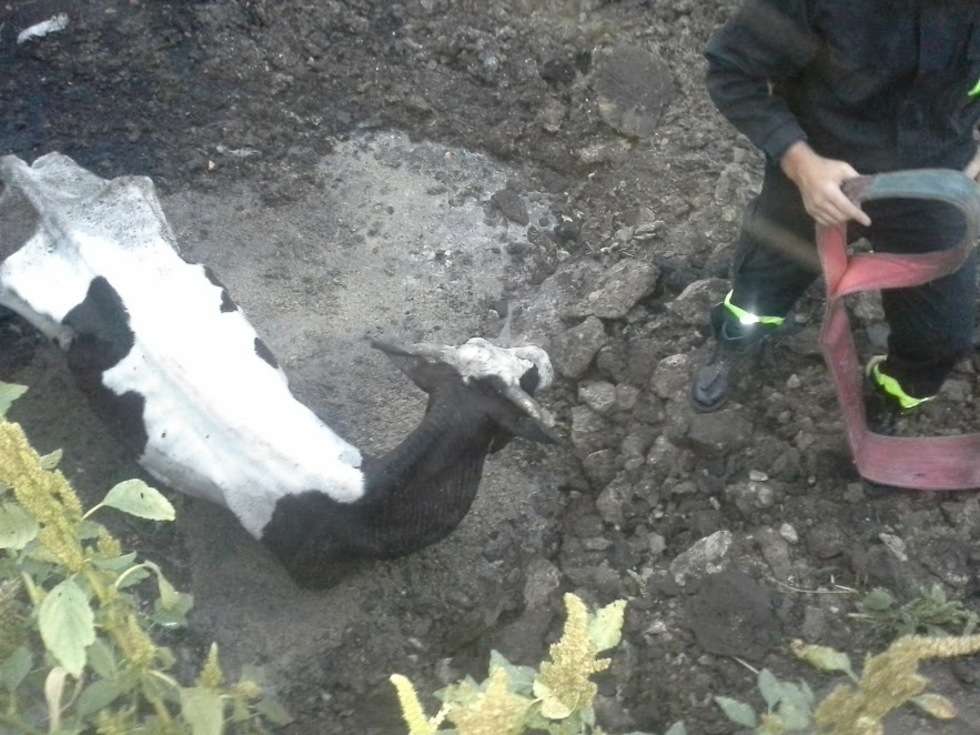  Strażacy uratowali krowę. Ale też odkryli, jak traktowane są inne zwierzęta (zdjęcie 1) - Autor: KP PSP Hrubieszów
