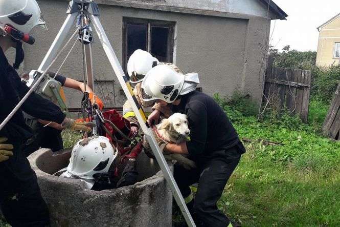 Ochotnicy uratowali psa - Autor: OSP Nałęczów
