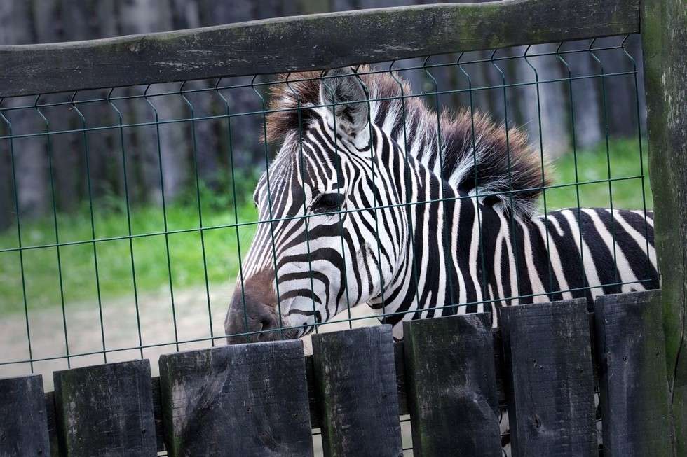  <p>Zebra</p>