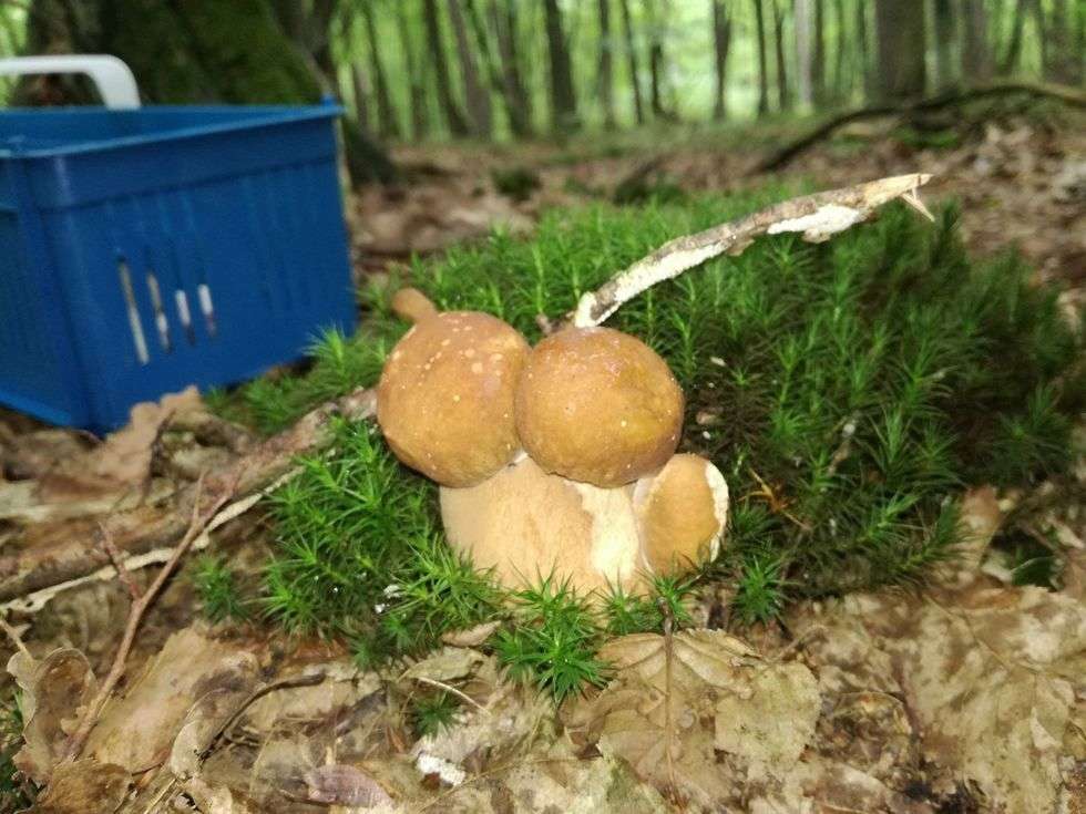  Wysyp grzybów w lasach (zdjęcie 57) - Autor: Marek Brodowski