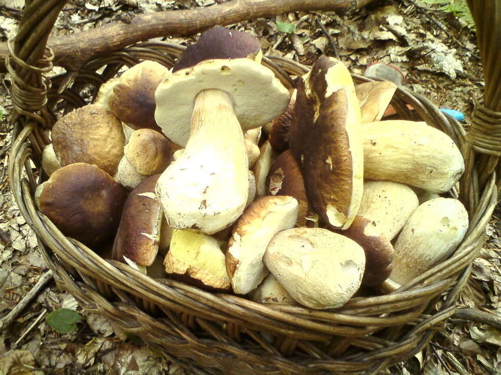  Wysyp grzybów w lasach (zdjęcie 17) - Autor: mluzar