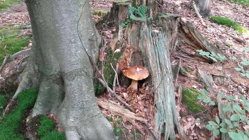  Wysyp grzybów w lasach (zdjęcie 20) - Autor: mluzar