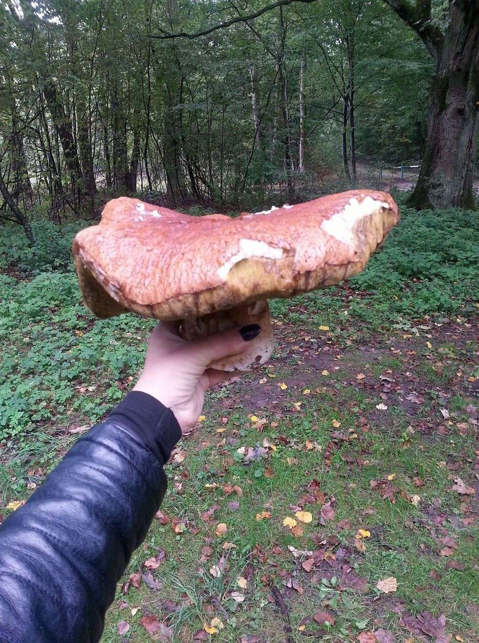  Wysyp grzybów w lasach (zdjęcie 56) - Autor: Izabela Matacz