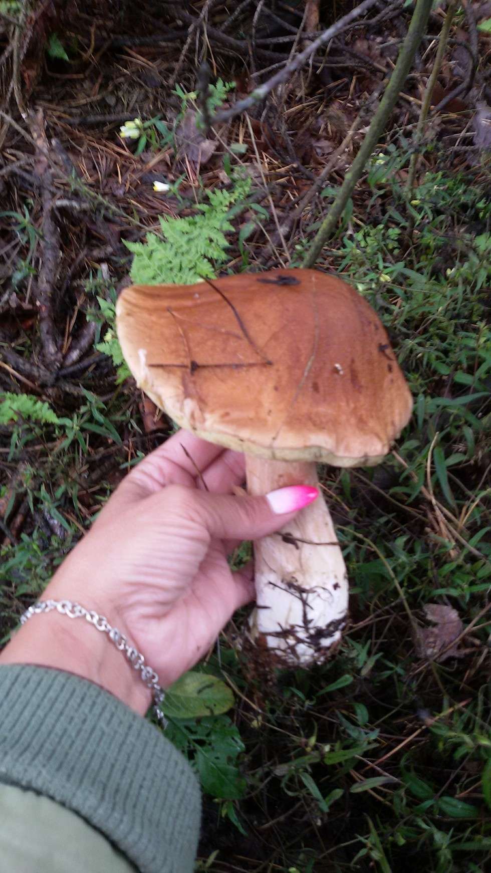  Wysyp grzybów w lasach (zdjęcie 58) - Autor: Edyta Rzepecka