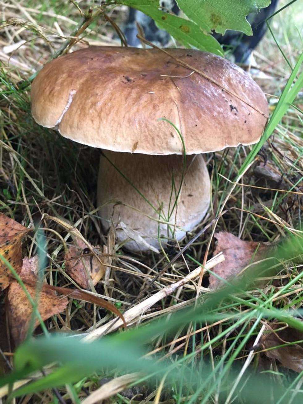  Wysyp grzybów w lasach (zdjęcie 55) - Autor: Majka Majkowska