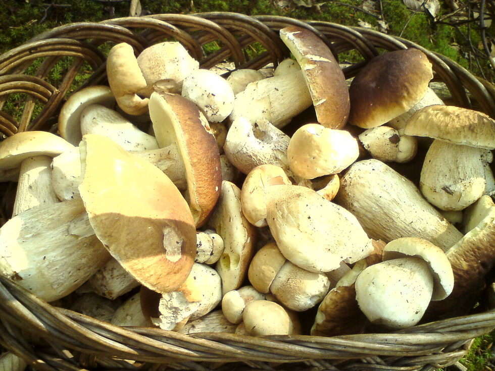  Wysyp grzybów w lasach (zdjęcie 19) - Autor: mluzar