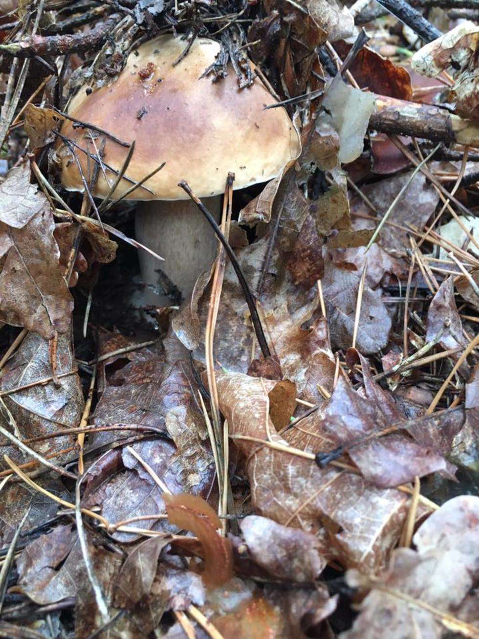  Wysyp grzybów w lasach (zdjęcie 54) - Autor: Majka Majkowska