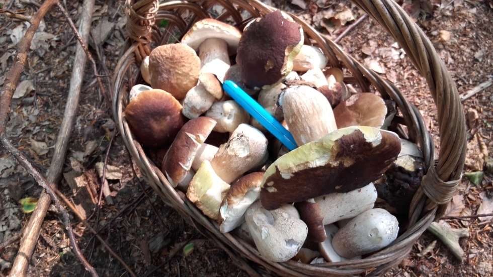  Wysyp grzybów w lasach (zdjęcie 28) - Autor: mluzar