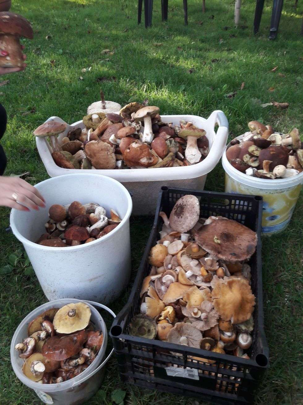  Wysyp grzybów w lasach (zdjęcie 9) - Autor: Beata Strug