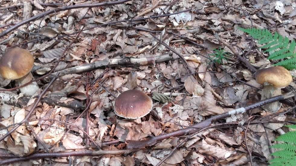  Wysyp grzybów w lasach (zdjęcie 23) - Autor: mluzar