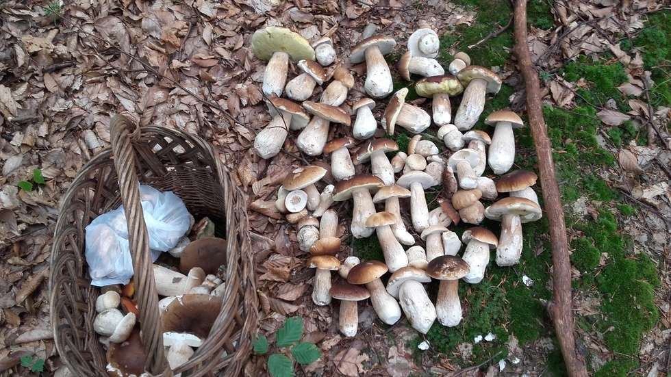  Wysyp grzybów w lasach (zdjęcie 14) - Autor: mluzar