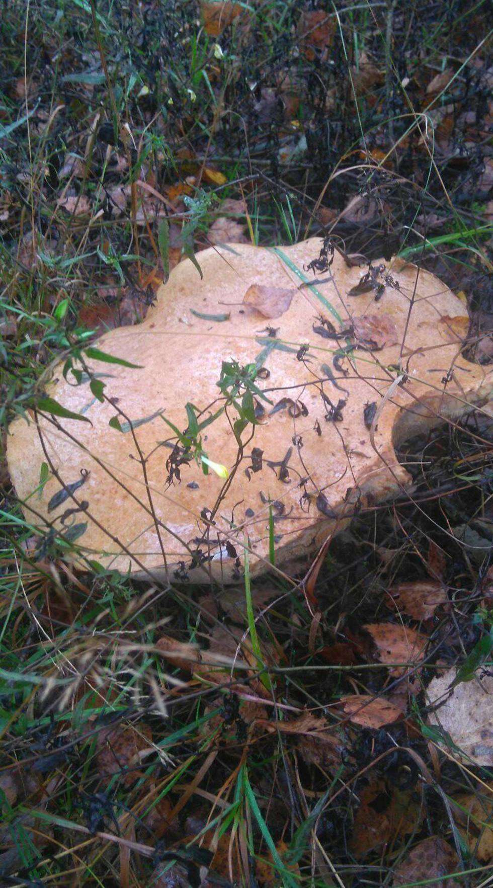  Wysyp grzybów w lasach (zdjęcie 47) - Autor: Monika Stanikowska