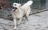 Psy ze schroniska w Krzesimowie (zdjęcie 2)