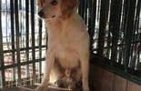 Psy ze schroniska w Krzesimowie (zdjęcie 5)