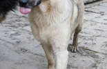 Psy ze schroniska w Krzesimowie (zdjęcie 3)
