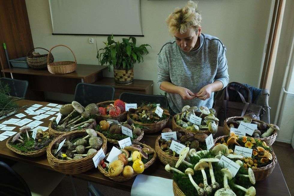  Wystawa grzybów w sanepidzie (zdjęcie 7) - Autor: Maciej Kaczanowski